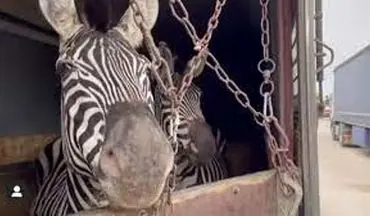 دومین گورخر آفریقایی در باغ وحش صفادشت ملارد تلف شد
