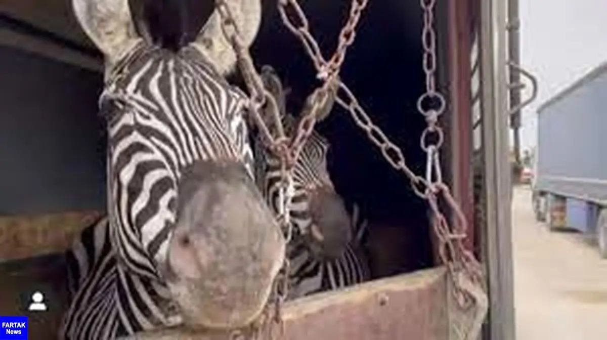 دومین گورخر آفریقایی در باغ وحش صفادشت ملارد تلف شد