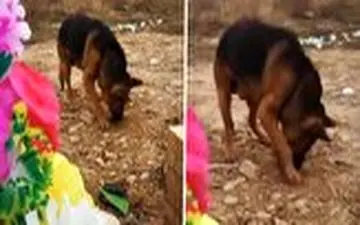 صحنه ای باورنکردنی از وفاداری یک سگ به صاحبش! 