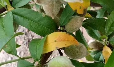برگ هلو: خواص، مضرات و 17 نکته کلیدی