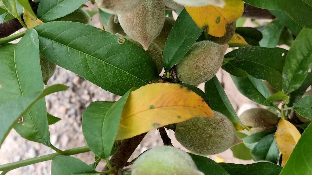 برگ هلو: خواص، مضرات و 17 نکته کلیدی