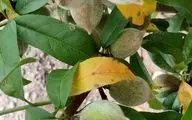 برگ هلو: خواص، مضرات و 17 نکته کلیدی