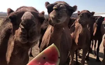 گله شترها در میانه تبریز زنجان چه می کنند؟