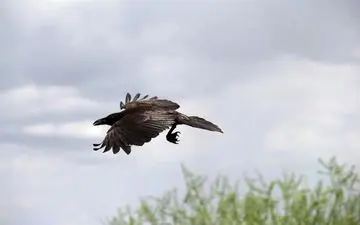 جوان هندی که گرفتار کینه شتری کلاغ‌ها شد 