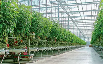 کارآفرینی دو برادر معلول