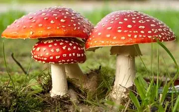 قارچ وحشی یک کودک را به کام مرگ کشاند