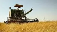 ‍ خرید تضمینی بیش از 500 تن گندم مازاد بر نیاز کشاورزان مناطق گرمسیری استان کرمانشاه 
