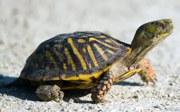 فوتبال لاک‌ پشت غول‌پیکر؛ لحظات خنده‌دار و دیدنی | فیلم