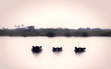  عکس منتخب نشنال جئوگرافیک | اسب های آبی