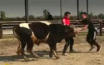 سرگرمی بی رحمانه چینی‌ها با گاوها + فیلم 