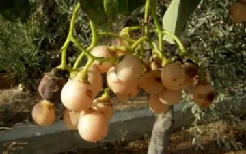 خواص درمانی میوه در خت کردیا