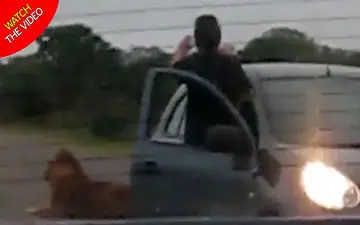 اقدام احمقانه توریست در باغ وحش آفریقای جنوبی!