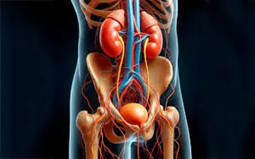 سلامت مثانه را با این راهکارها تضمین کنید!