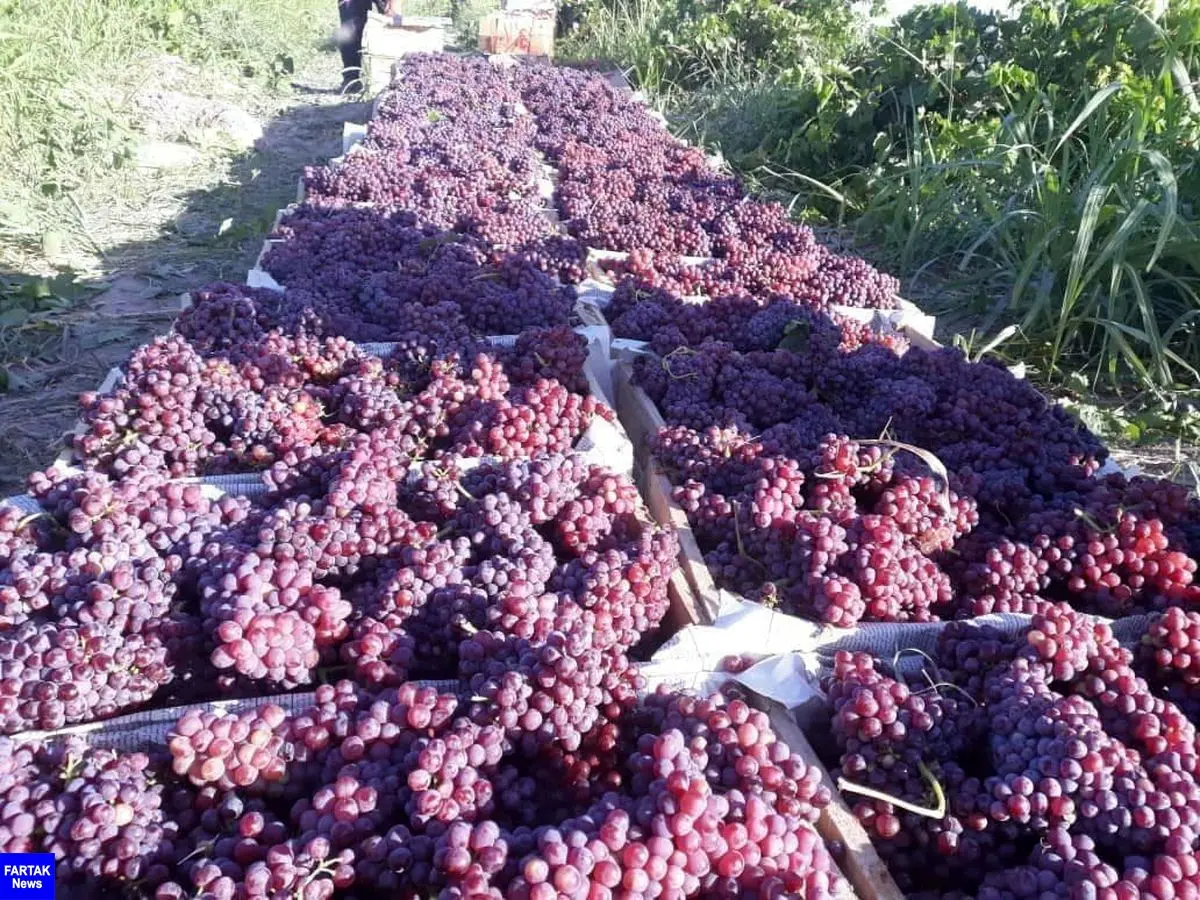 برداشت انگور یاقوتی از تاکستانهای شهرستان قصرشیرین آغاز شد