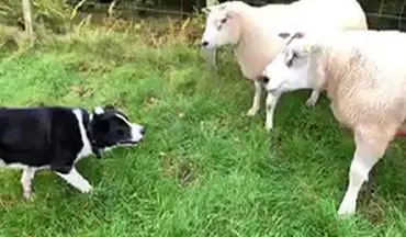 روش منحصر به فرد یک چوپان برای انتقال گوسفندان به داخل حصار!