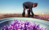  90درصد زعفران جهان در ایران تولید می‌شود