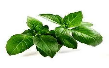 ریحان رو بصورت قالبی در بیار | برای نگهداریش این روش عالیه!