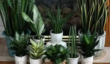 هوای خانه را با این گیاهان خنک کنید|شناخت و نحوه نگهداری آن‌ها