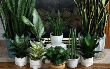 هوای خانه را با این گیاهان خنک کنید|شناخت و نحوه نگهداری آن‌ها