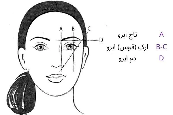 عکس قسمت‌ های مختلف ابرو