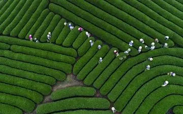  عکس منتخب نشنال جئوگرافیک | چیدن چای