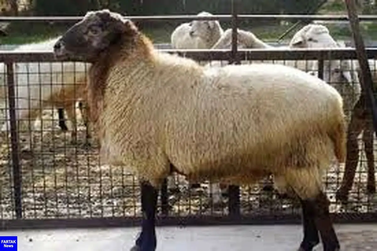 ثبات قیمت دام زنده گوسفندی و گوساله/ کاهش ۳۰ هزار تومانی دام زنده