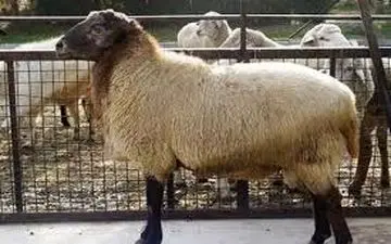 ثبات قیمت دام زنده گوسفندی و گوساله/ کاهش ۳۰ هزار تومانی دام زنده