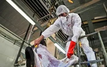 چرایی گران شدن قیمت گوشت؟!