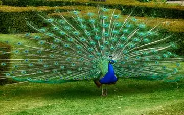 کشف شگفت‌انگیز در پر طاووس: محفظه لیزری طبیعی در ساختار پرها