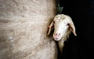 ذبح کنار خیابانی ممنوع شد 