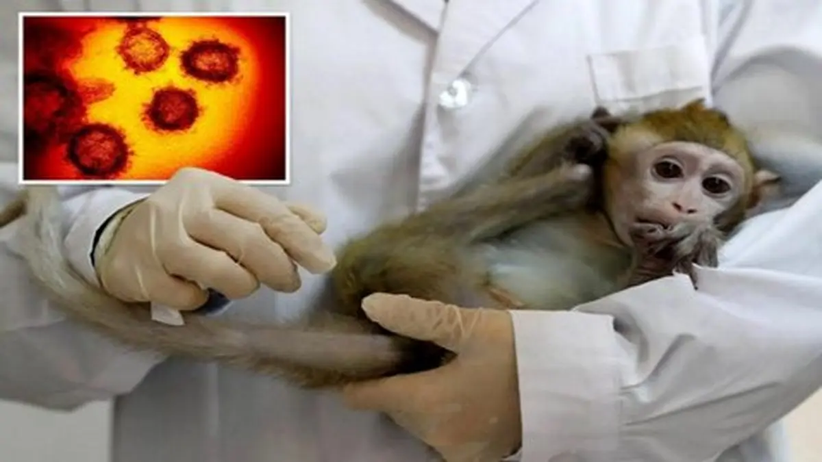 راه‌های پیشگیری از ابتلاء به ویروس آبله میمون