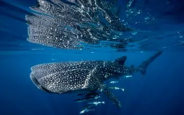  بزرگترین عضو دنیای زیر آب