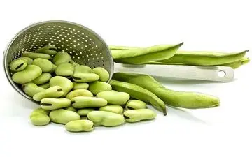  مادران شیرده باقلا نخورند/ فاویسم در هر سنی قابل رویت است