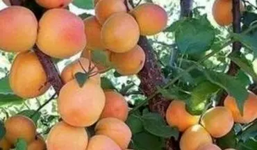 هسته زردآلو را نخورید!