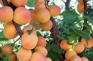 هسته زردآلو را نخورید!