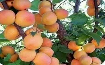 هسته زردآلو را نخورید!