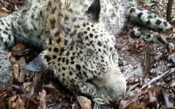 دستگیری شکارچی پلنگ در شرق گیلان