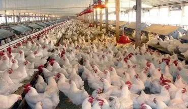 قیمت مرغ گران می‌شود؟ 