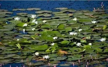 "سراب نیلوفر" کرمانشاه تنها رویشگاه نیلوفرهای گل‌زرد دنیا