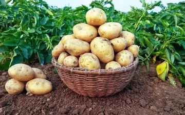 سیب زمینی‌هایی که نباید خورده شوند!
