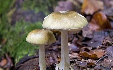 این گیاه طبیعی جایگزین انسولین