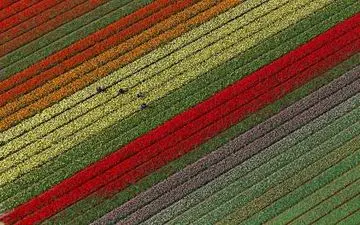  باغ رز در هلند + عکس