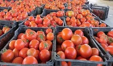 
قیمت گوجه فرنگی پر کشید!​
