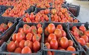  ریزش شدید قیمت گوجه در راه است