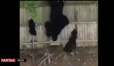 خرس هایی که از دیوار بالا می روند! + فیلم