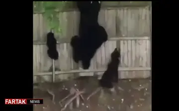 خرس هایی که از دیوار بالا می روند! + فیلم