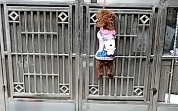 روش هوشمندانه سگ برای باز کردن درب +فیلم 