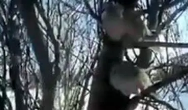ویدئویی تلخ از یخ زدن پرندگان روی شاخه درخت در سرمای خلخال