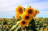 سرعت و بهره‌وری در برداشت آفتابگردان؛ نوآوری دانش‌بنیان کرمانشاهی



