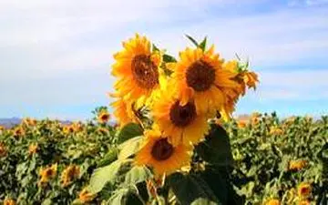 سرعت و بهره‌وری در برداشت آفتابگردان؛ نوآوری دانش‌بنیان کرمانشاهی



